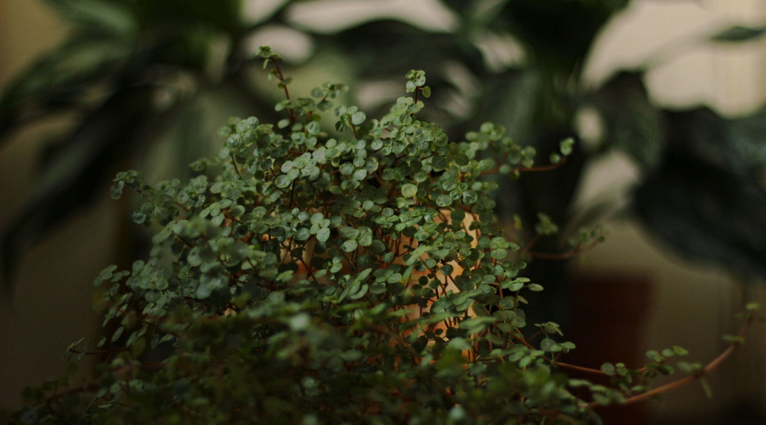 Pilea Glauca – péče a množení