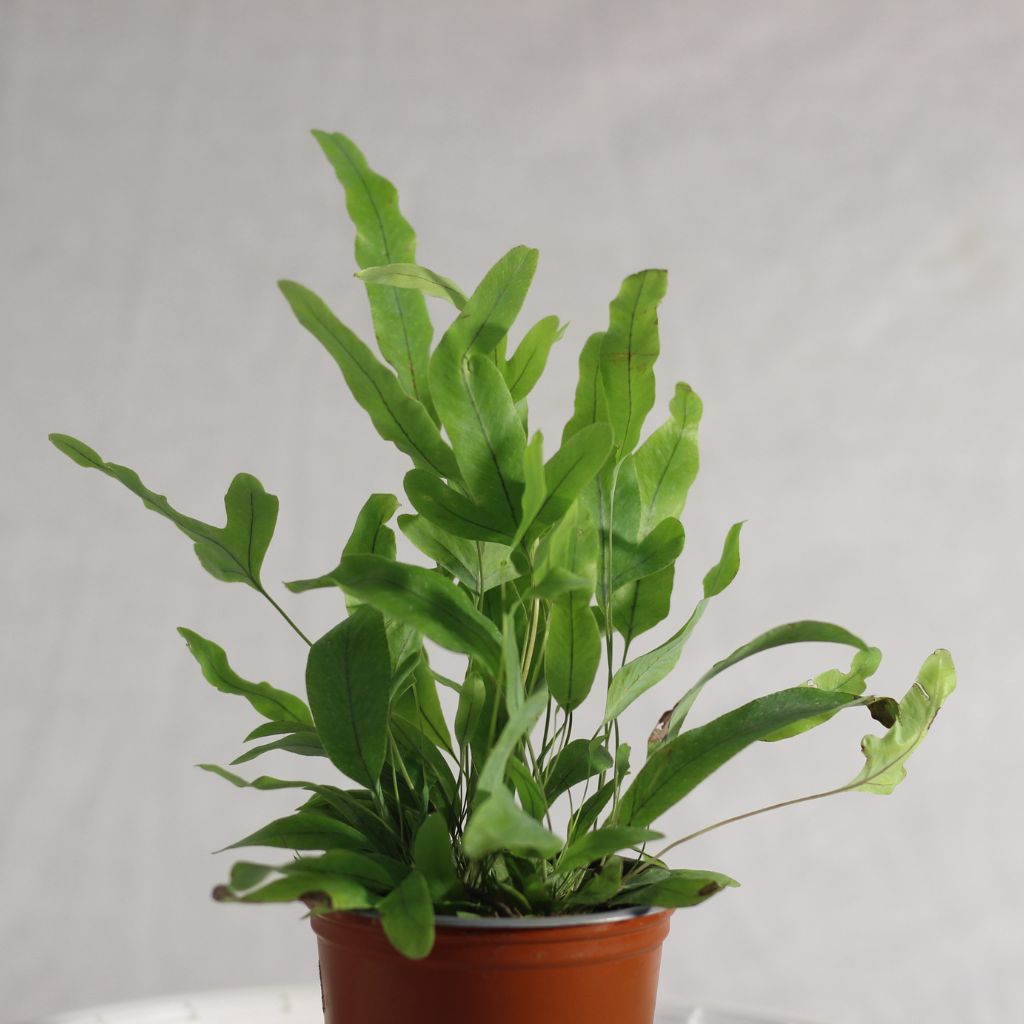 Phlebodium Blue Star "M"