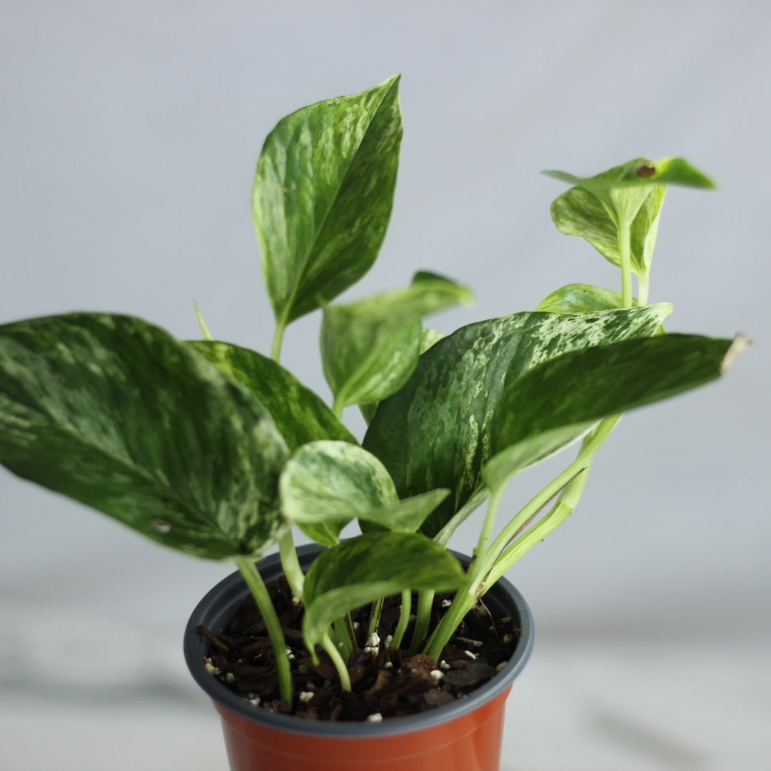 Epipremnum Marble Queen "M"