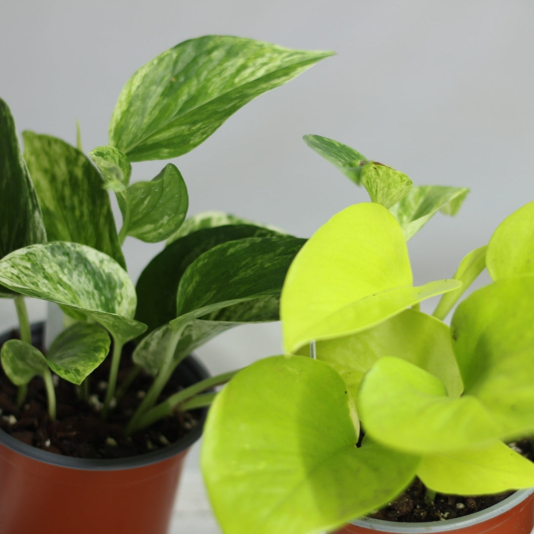 Epipremnum duet