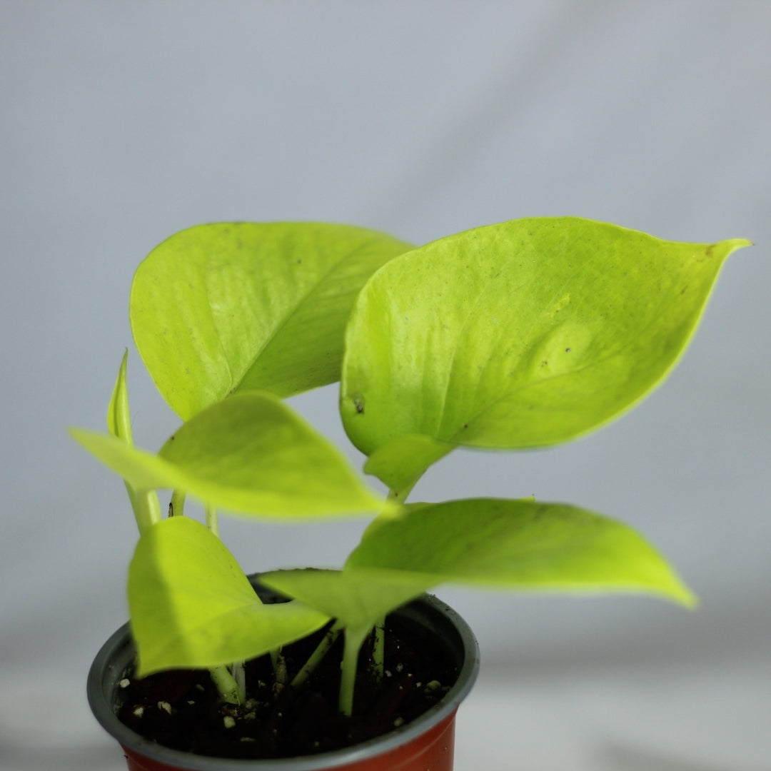 Epipremnum duet