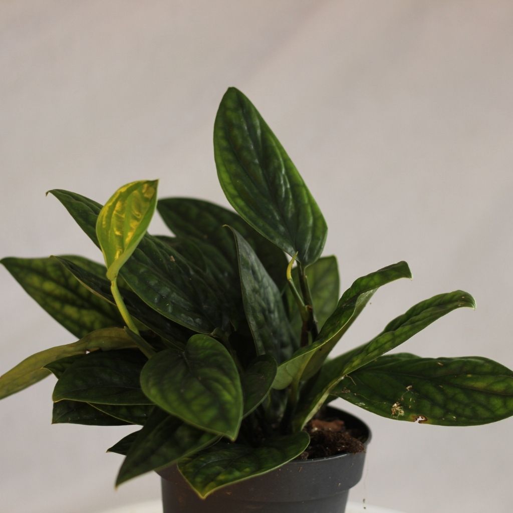 Monstera Peru