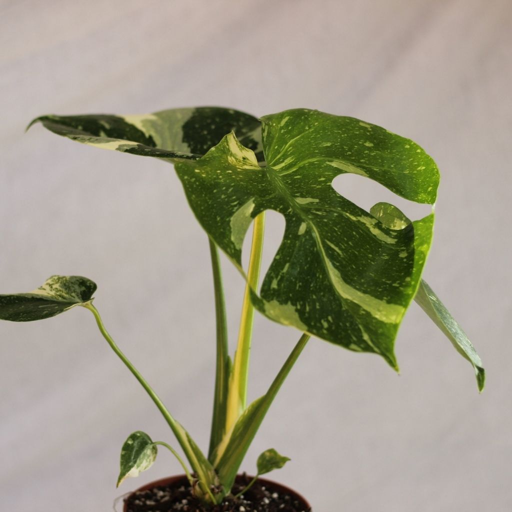 Monstera Thai "L"