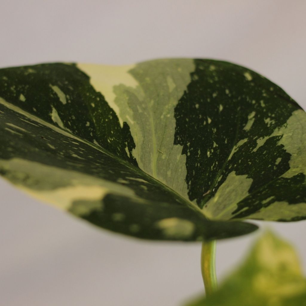Monstera Thai "L"