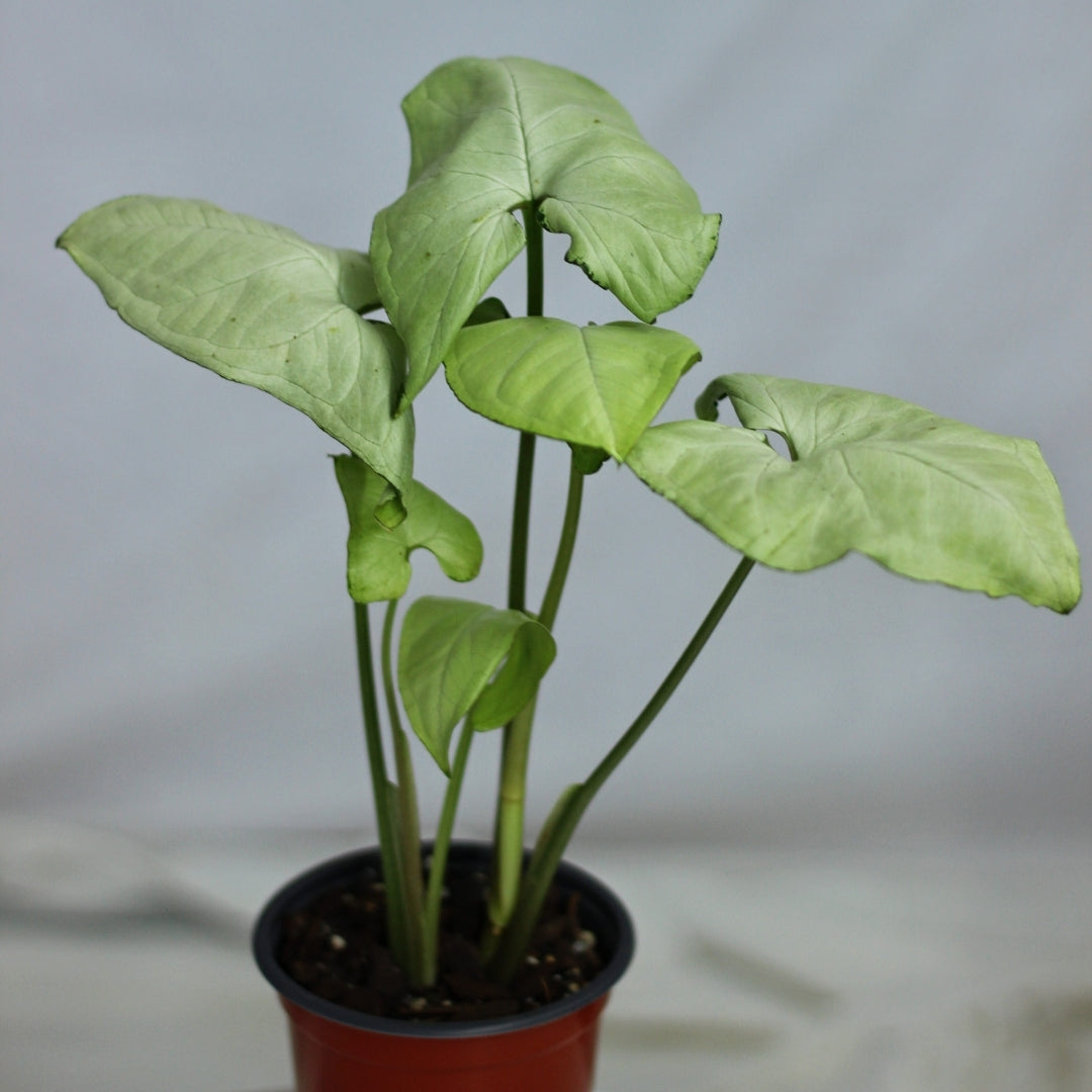 Syngonium Holly "M"