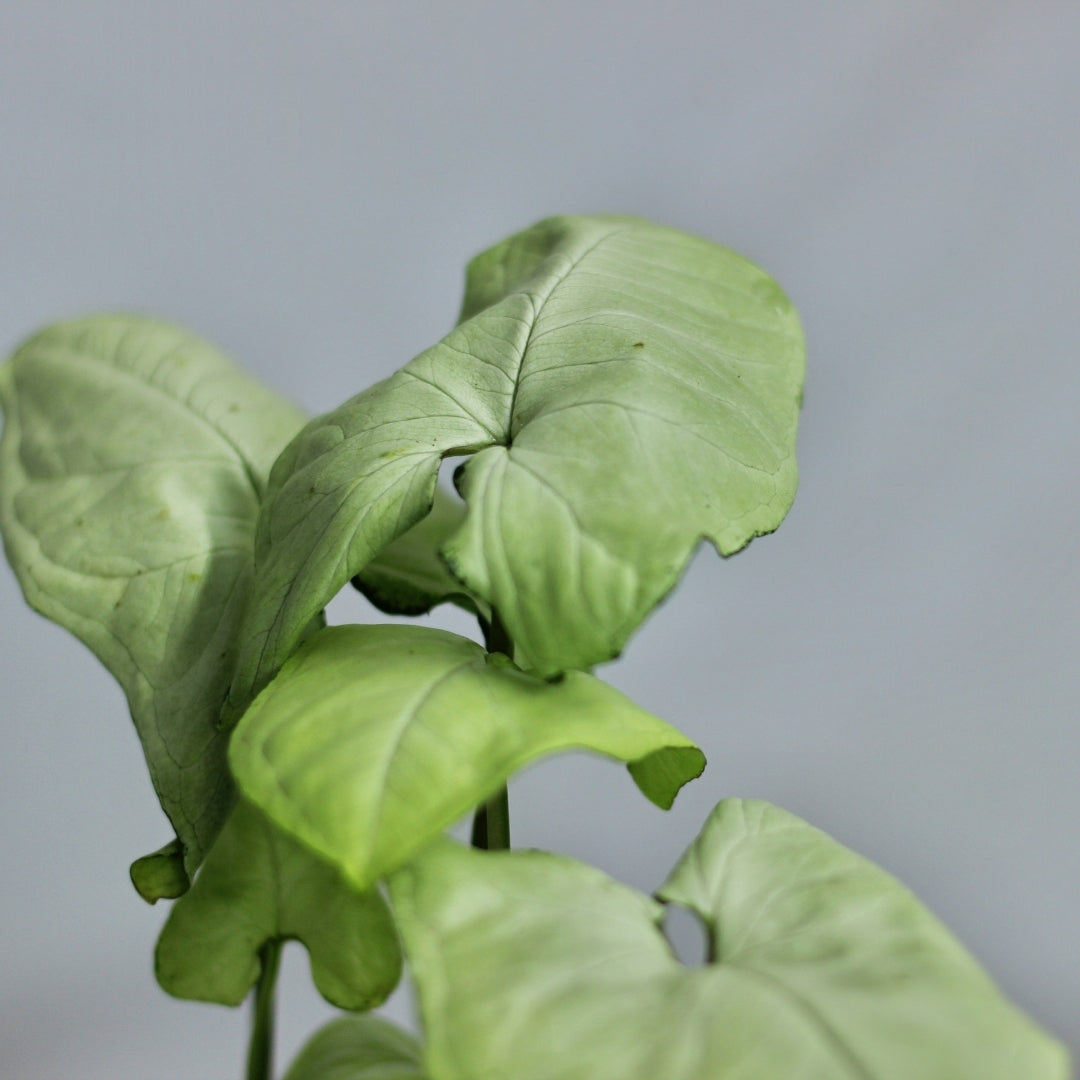 Syngonium Holly "M"