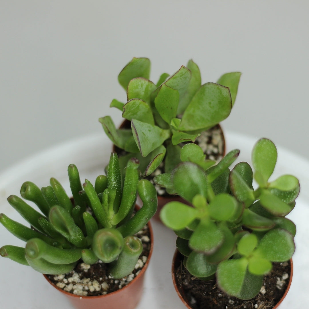 Crassula