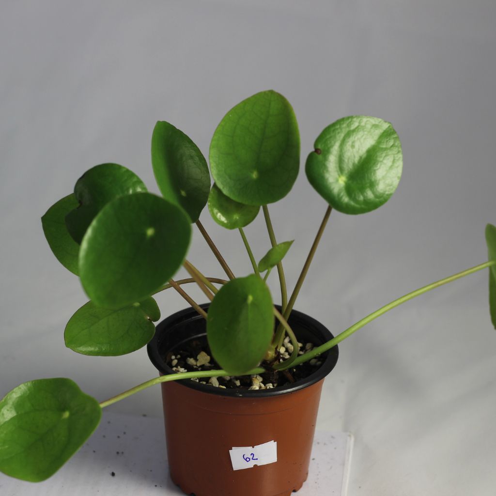 Pilea