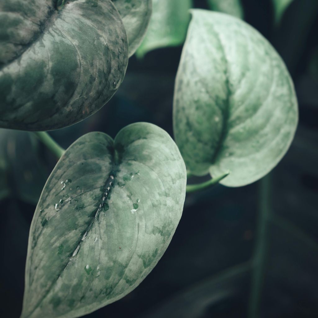 Scindapsus