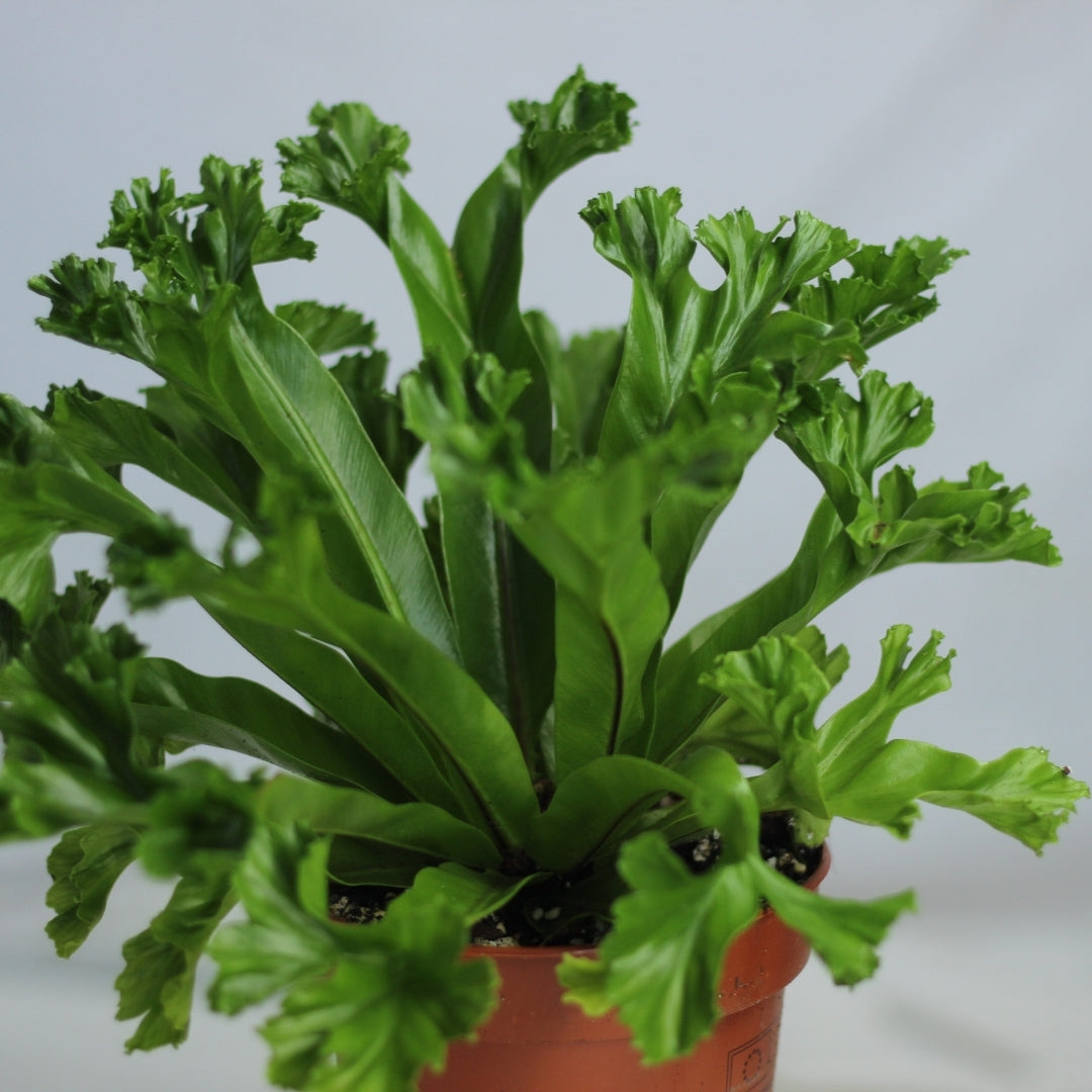 Asplenium antiquum Leslie "M"