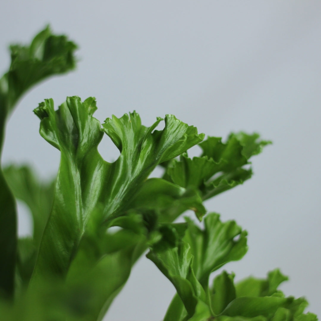 Asplenium antiquum Leslie "M"