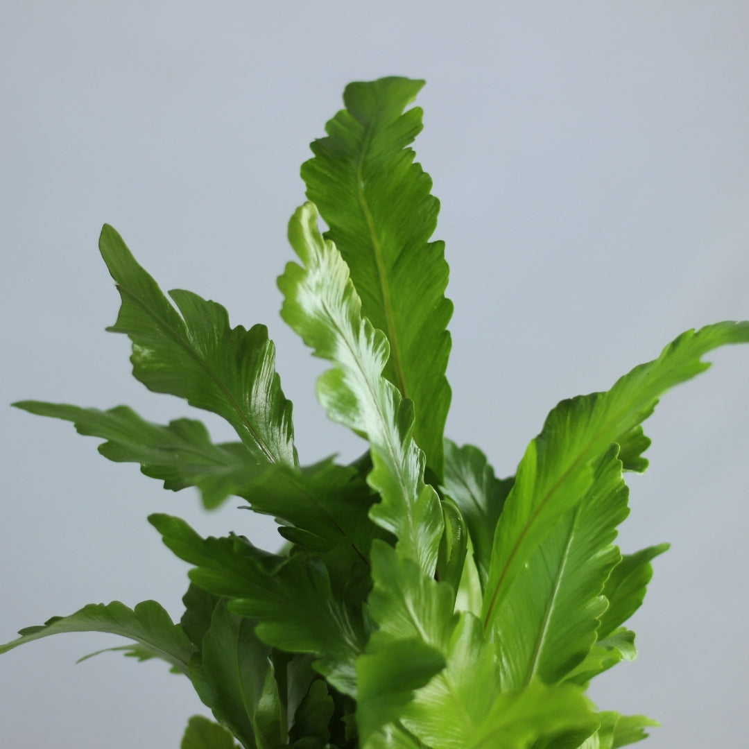 Asplenium nidus Campio "M"