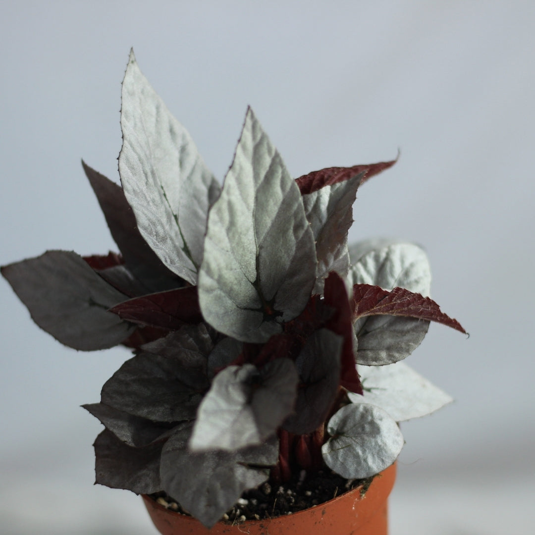 Begonia rex Silver Limbo "S"