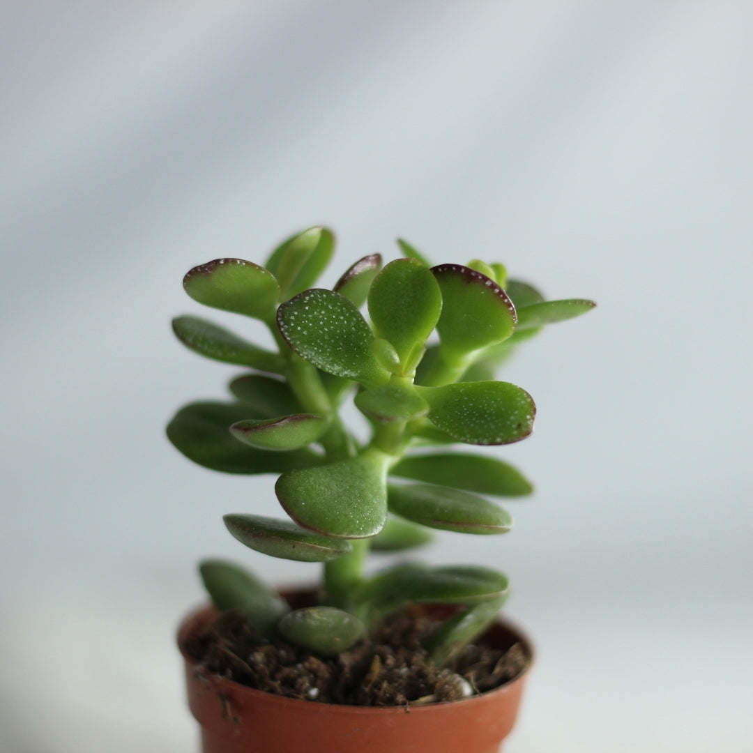 Crassula Arborescens