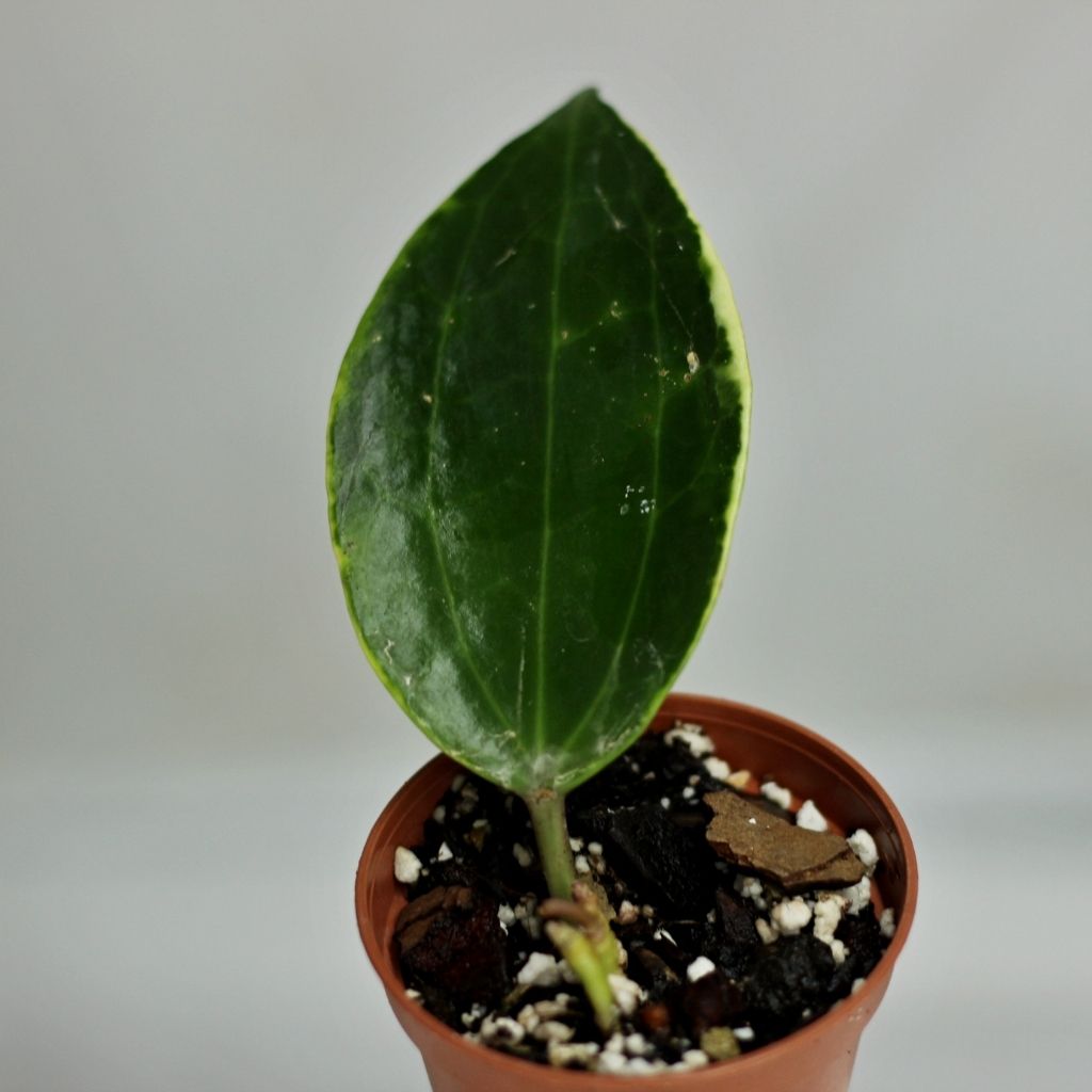 Hoya Macrophylla Variegata "S"