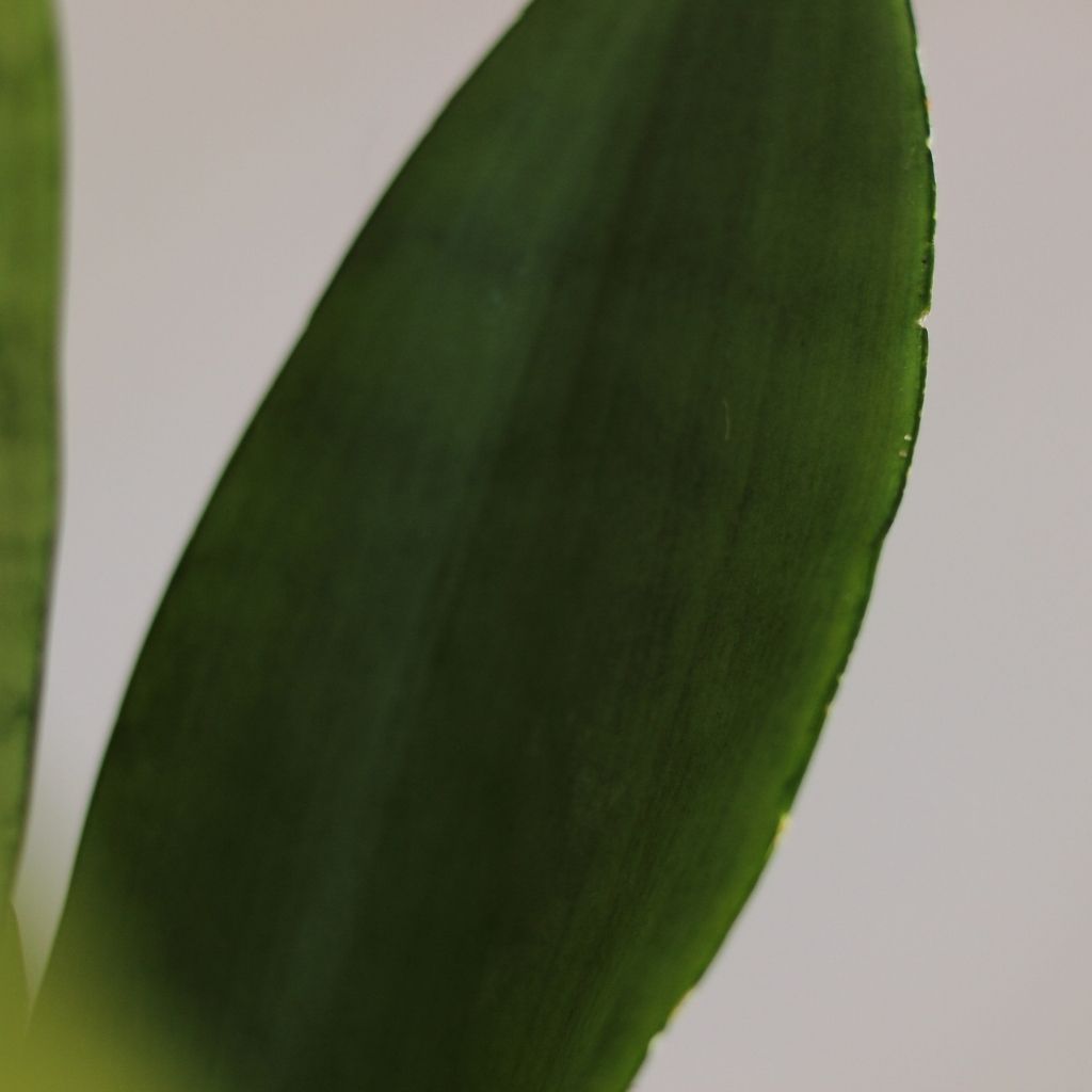 Sansevieria Moonshine "M"