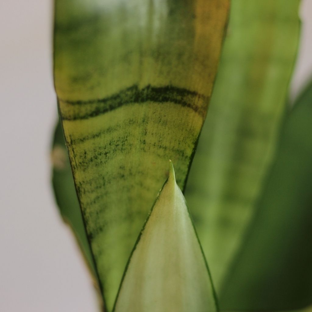 Sansevieria Moonshine "M"