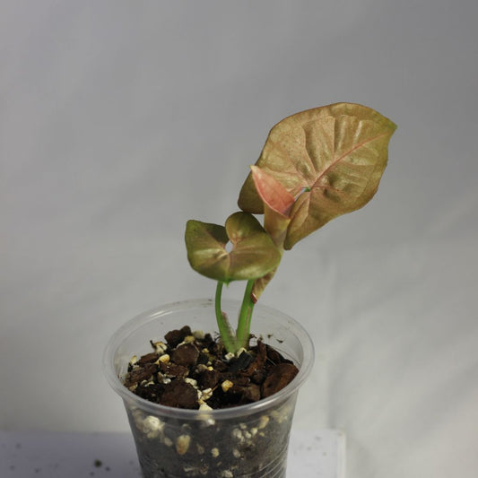 Syngonium Pink Neon "S"