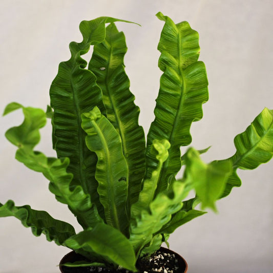 Asplenium nidus Crispy Wave "M"