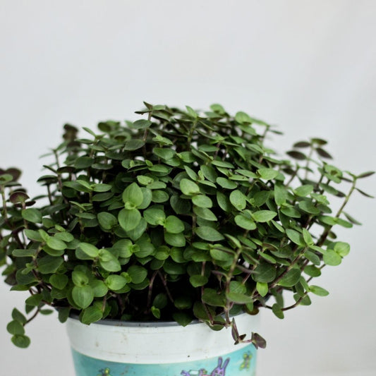 Callisia repens "M"