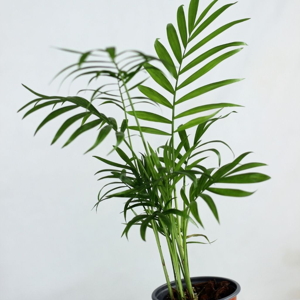 Chamaedorea elegans "M"