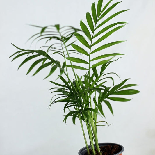 Chamaedorea elegans "M"