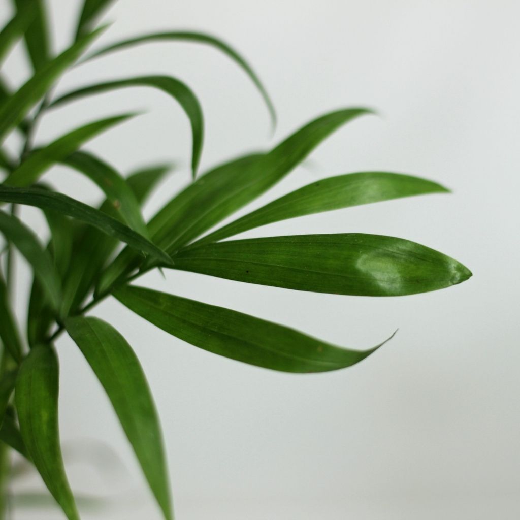 Chamaedorea elegans "M"