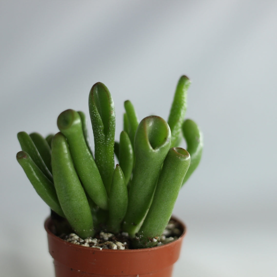 Crassula Ovata Hobbit "S"