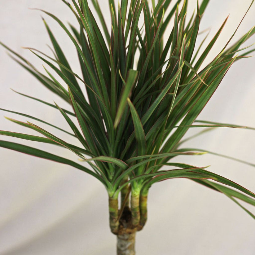 Dracaena Plant