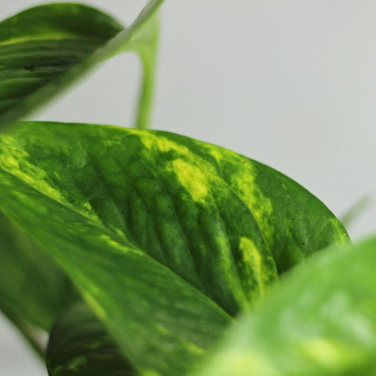Epipremnum aureum "M"