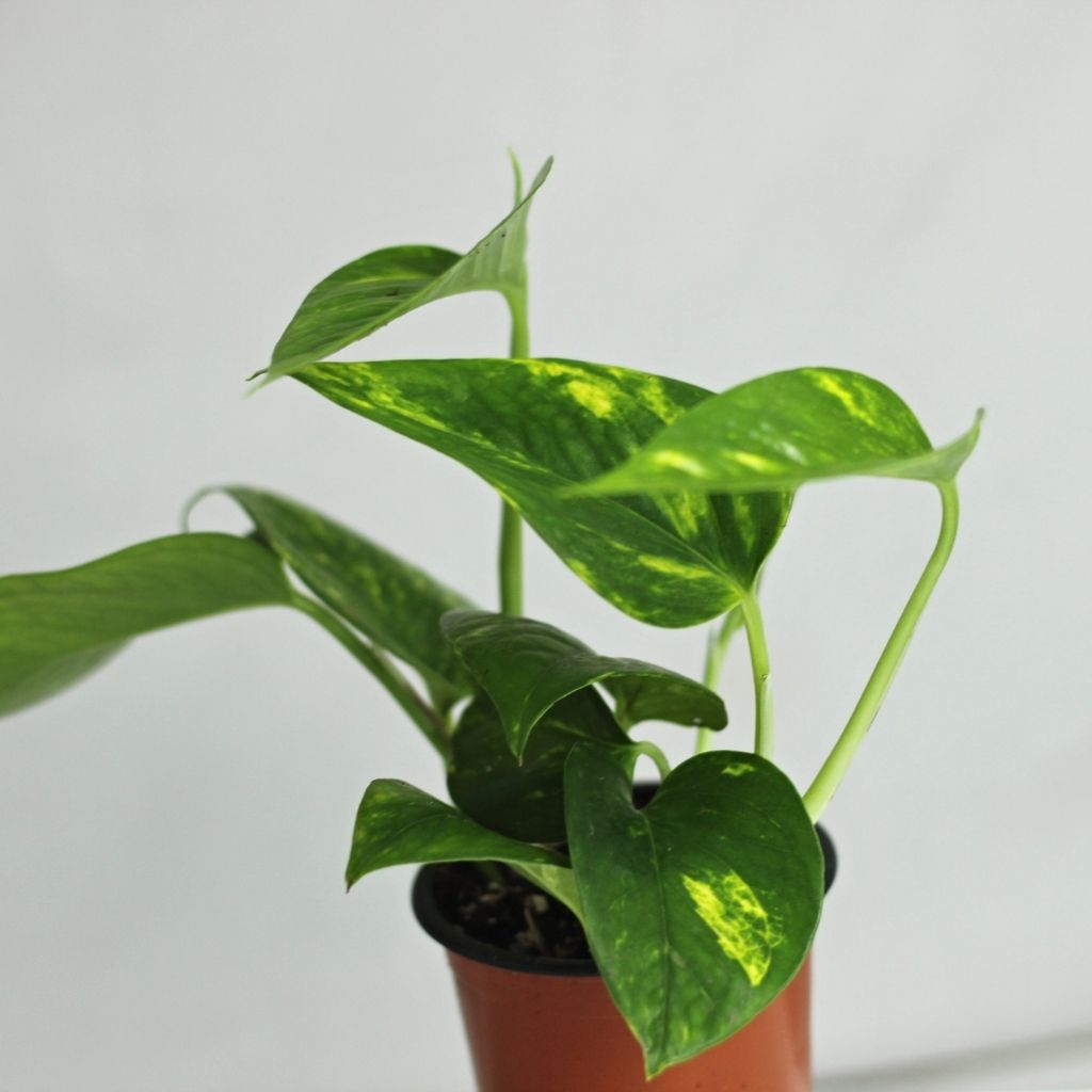 Epipremnum aureum "M"