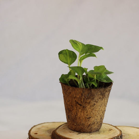 Epipremnum Global Green "M" (šetrné k přírodě)