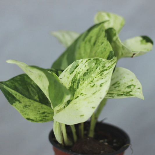 Epipremnum Happy Leaf "M"