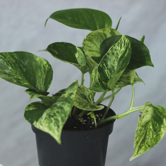 Epipremnum marble queen "L"