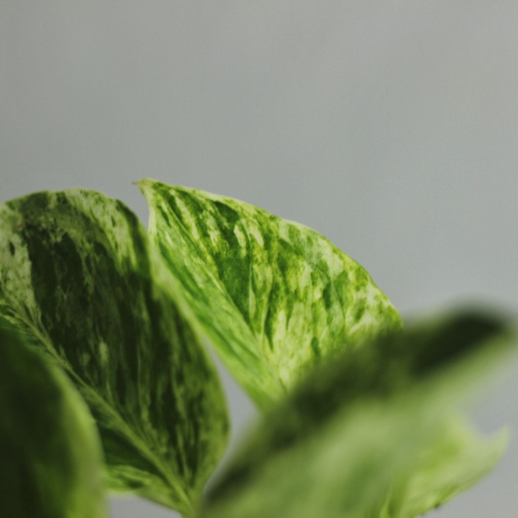 Epipremnum duet