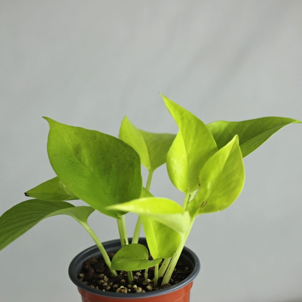Epipremnum duet