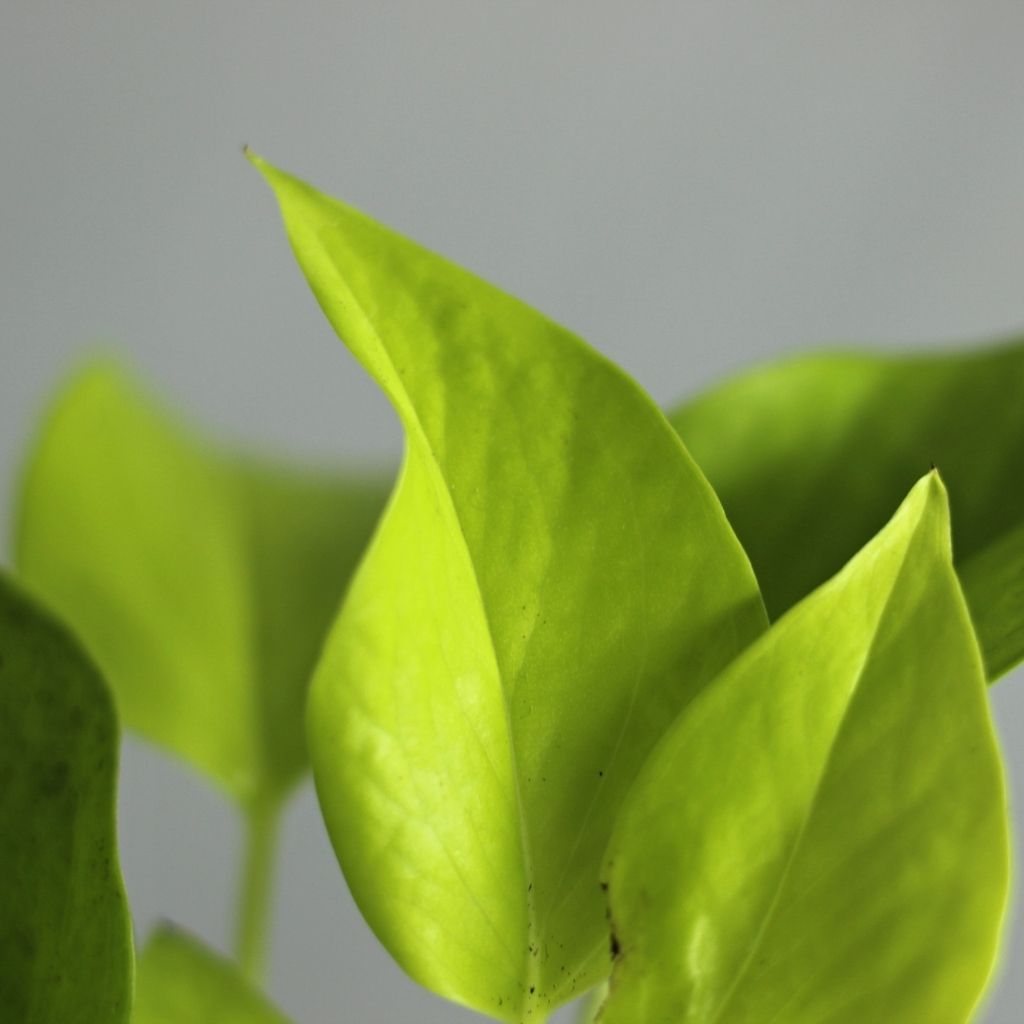 Epipremnum duet