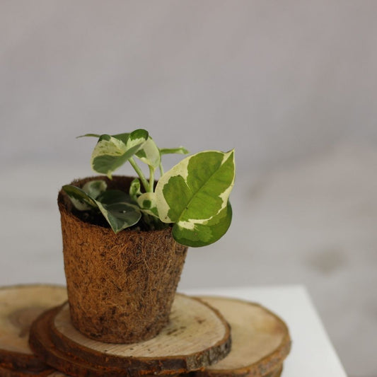 Epipremnum N'joy "M" (šetrné k přírodě)