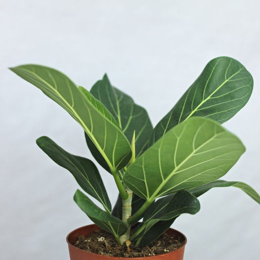 Ficus Audrea "L"