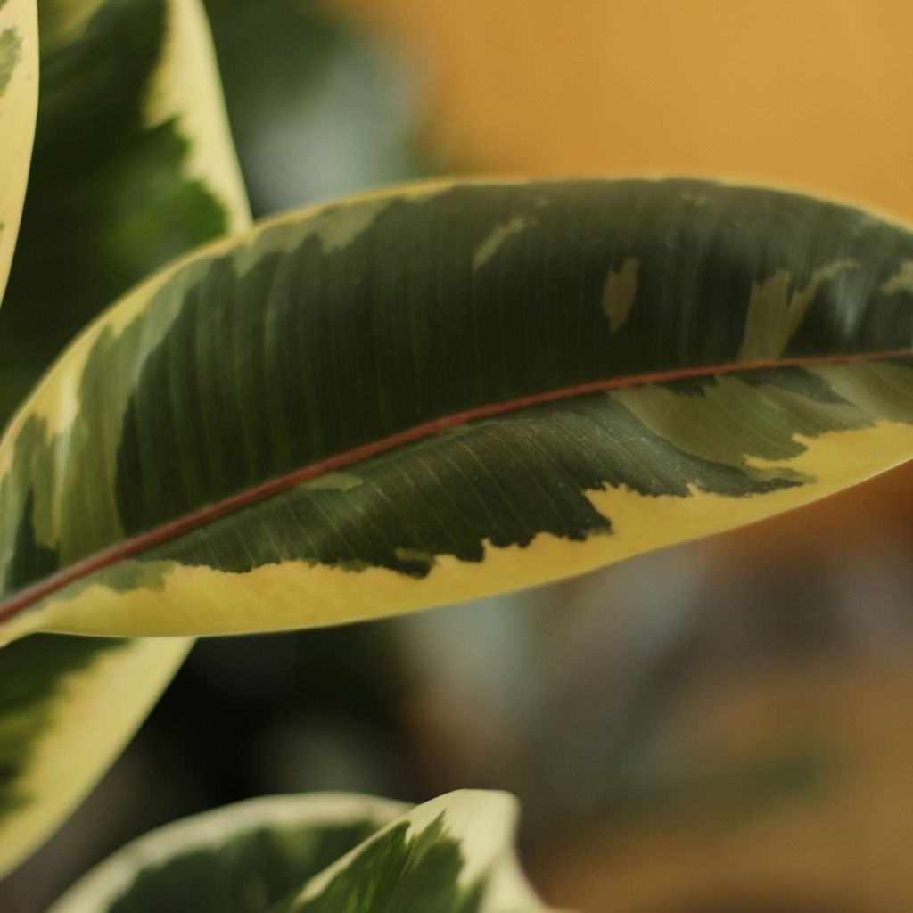Ficus Tineke "L"