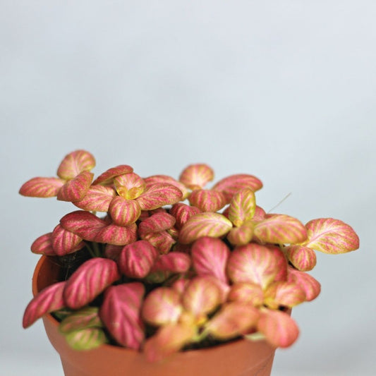 Fittonia 7