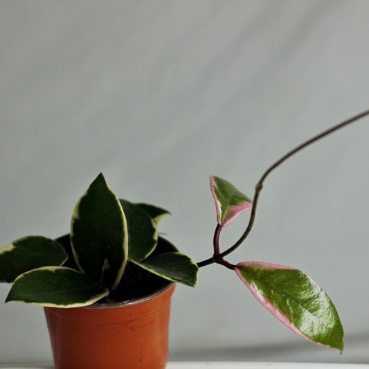 Hoya Flamingo Dream "M"