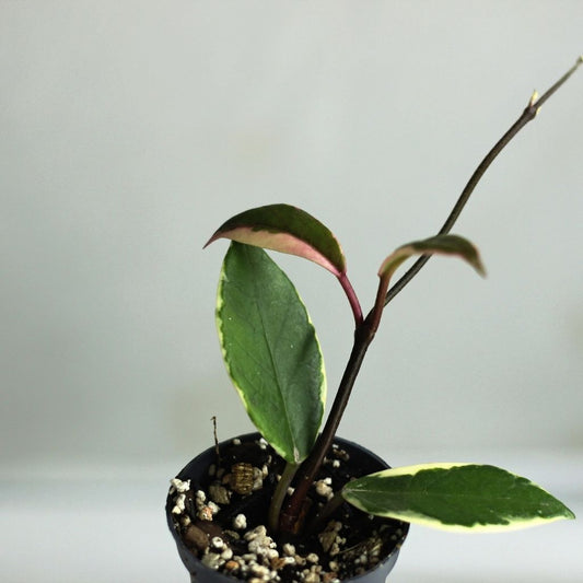 Hoya Flamingo Dream "S"