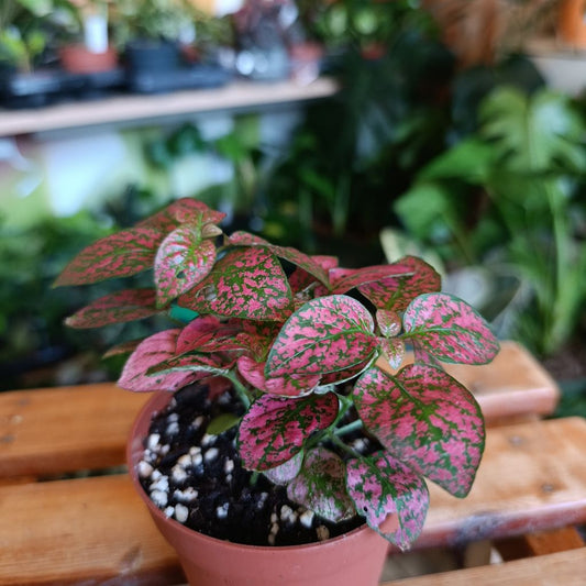 Hypoestes "červená" "M"