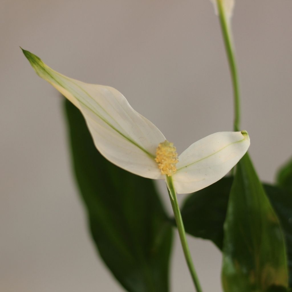 Spathiphyllum