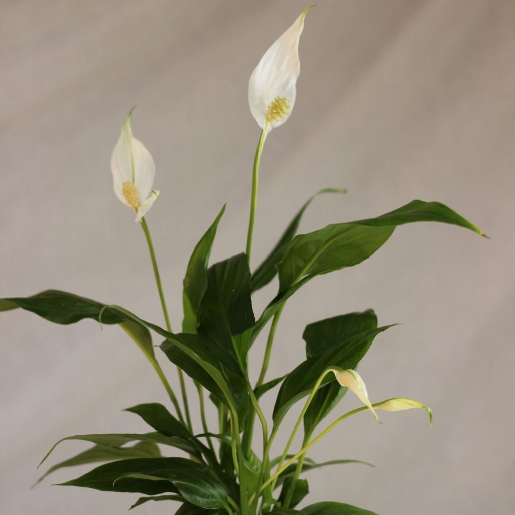 Spathiphyllum