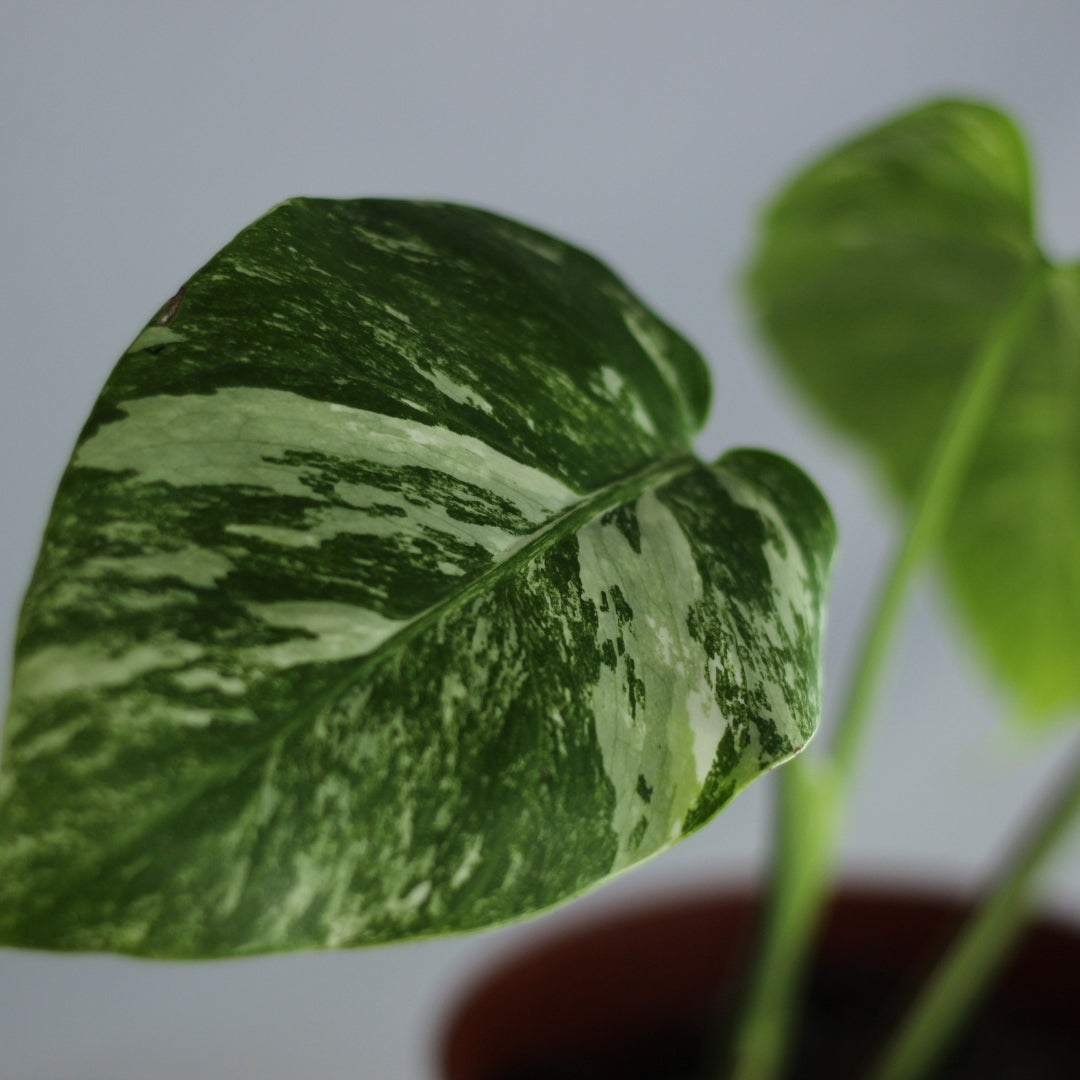 Monstera deliciosa Albo