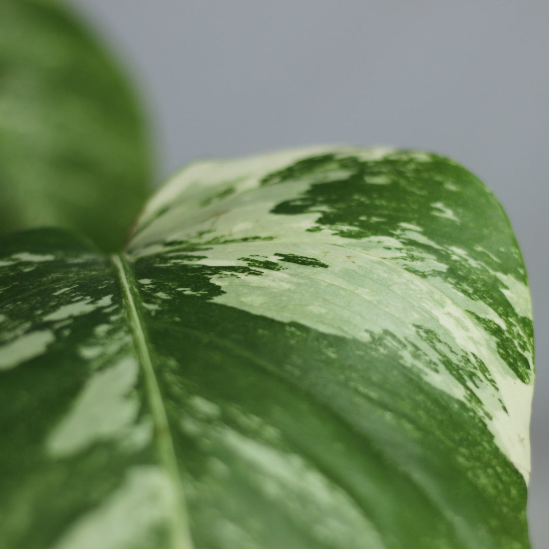 Monstera deliciosa Albo