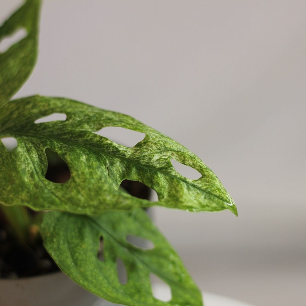 Monstera Adansonii Mint "M"