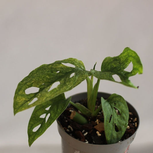 Monstera Adansonii Mint "M"
